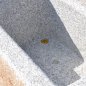 schlesischer Granittrog