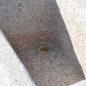 schlesischer Granittrog