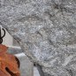 Grappolo d’uva fissato su un masso di gneiss della Val Passiria