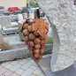 Grappolo d’uva fissato su un masso di gneiss della Val Passiria